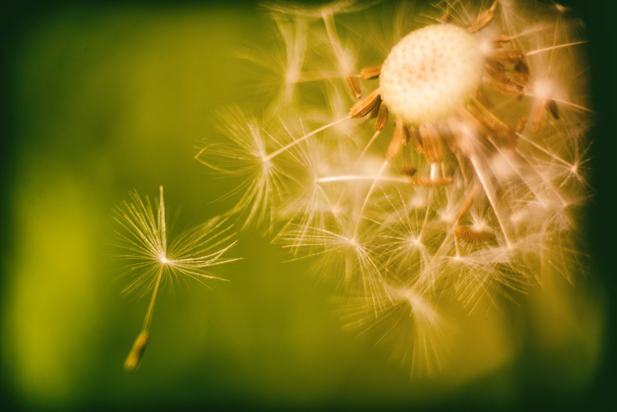 GlavindStrachan's tweet image. #dandelion #seedhead more experiments with #projectorlens 🥰 This time a #Rollei - #Projar 85mm f2.8 💚 More use of cardboard tubes and some #freelensing 📷 #experimentalphotography #devonphotographer
