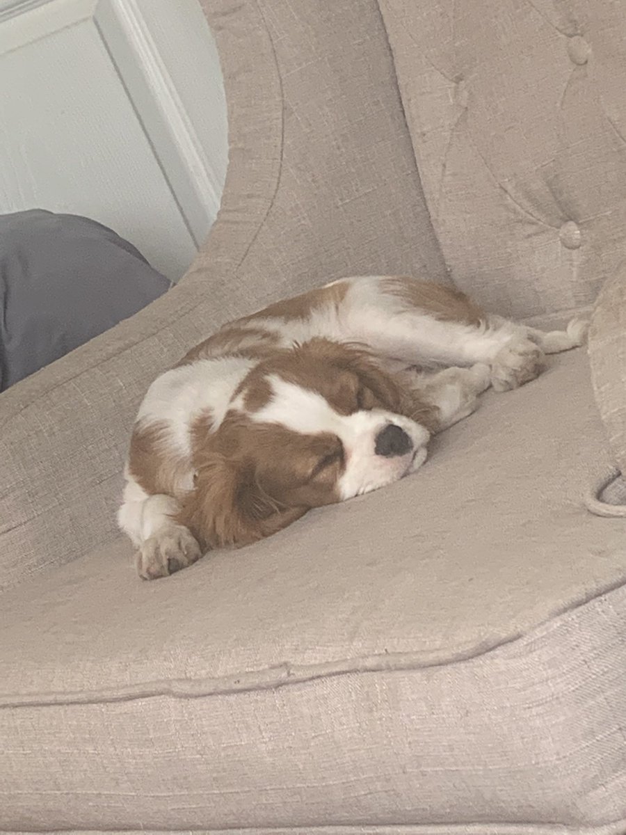 Emannjudd's tweet photo. @BrianStack153 Mine just turned four months old. We adore him ! https://t.co/PhUL0sSmy4