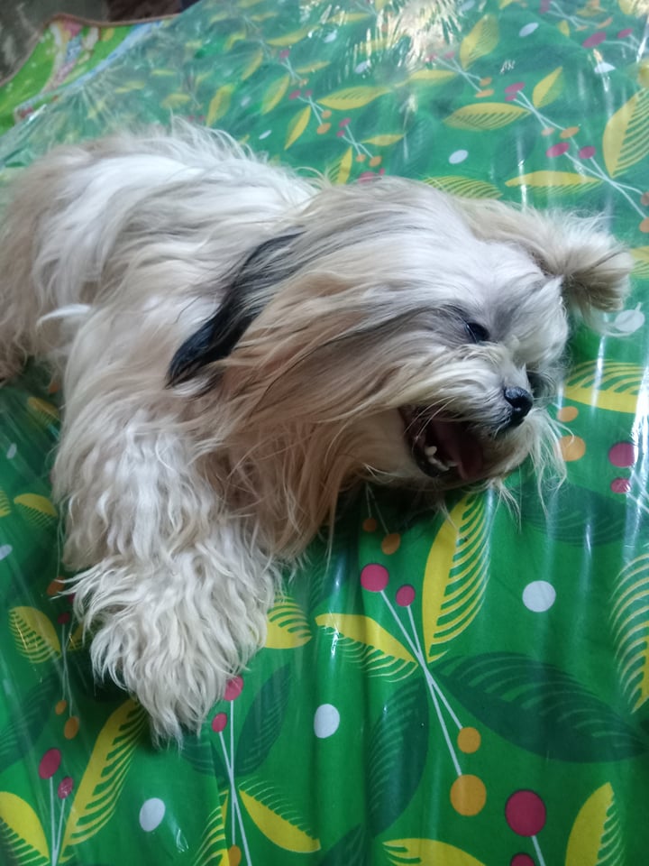 TeacupPh's tweet photo. Been a very fun Sunday out on the farm. But very tiring. Having a nice afternoon nap. Hope you are all having a lovely dayπ΅ππΆππ₯°β€οΈπβ£οΈππ
#dogs #ogsoftwitter #furry #friends #sundayvibes https://t.co/iVx3i7D43w