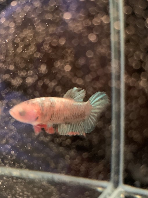 アクアリウム 高画質 のtwitterイラスト検索結果 古い順