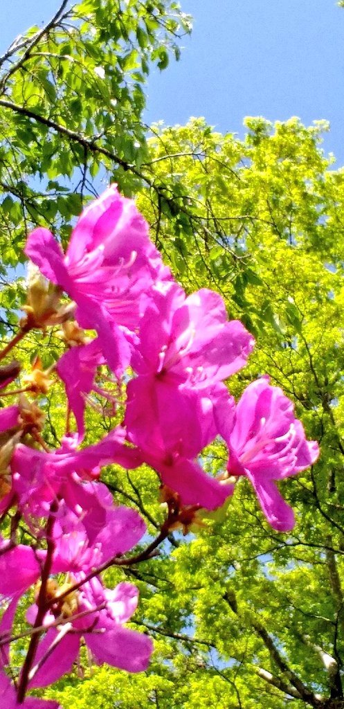 🌿🌸花日記🌸🌿 こんにちは😃 5月スタートは 生憎のお天気になりましたが 明日は 天気にな～れ💕 名残の八重桜と富士山 御殿場平和公園のツツジ 4月30日撮影