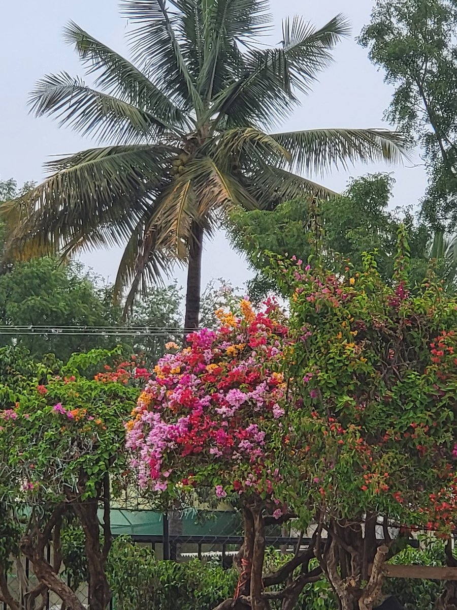 DrDeepakKrishn1's tweet image. A visit to the colorful local nursery and some garden shopping is such nice #SundayActivity