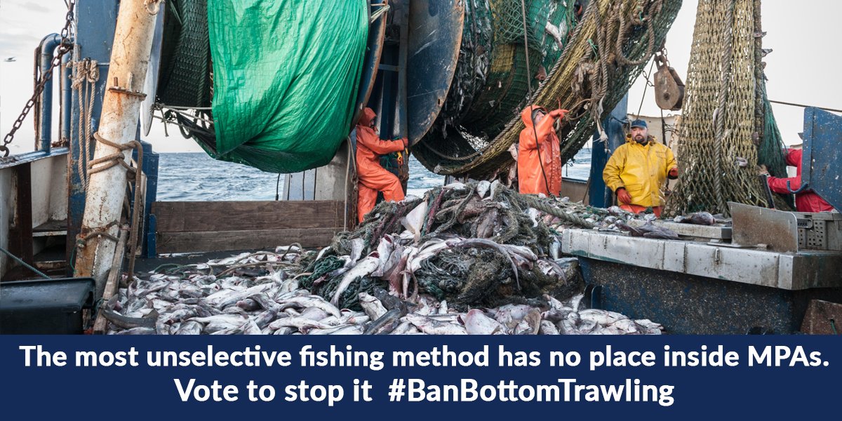 Trawling in marine protected areas scoops up everything mercilessly in its path. A wide range of #wildlife is also caught as #bycatch including sharks, dolphins and turtles. MEPs must say NO to this destructive practice and #BanBottomTrawling in our precious #MPAs! #MEPs4MPAs