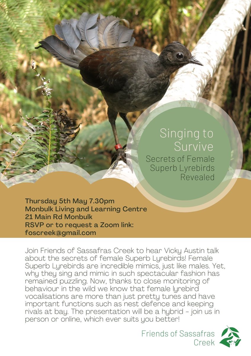 I’m very excited to finally make it back to one of my favourite places in the world. I’ll be giving a talk on the 5th about my research on female #lyrebirds. You can attend in person or via zoom! All welcome 😊 #femalesong