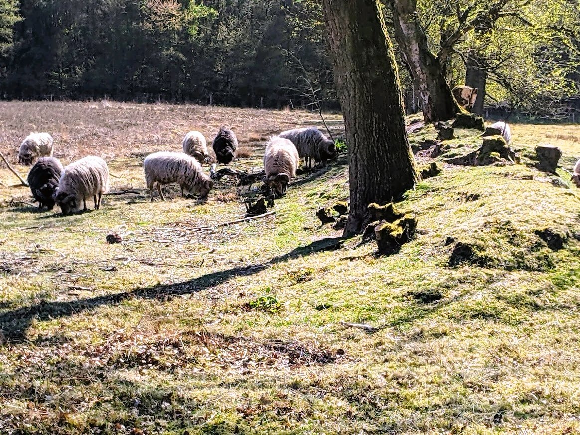 fieggentrio's tweet photo. Pieterpad in beeld

Etappe 5 van Van Rolde naar Schoonloo : Borger en Schoonloo

#Pieterpad #wandelen #toerisme #tourism #hiking #Borger #Schoonloo https://t.co/90rK5yLfp8