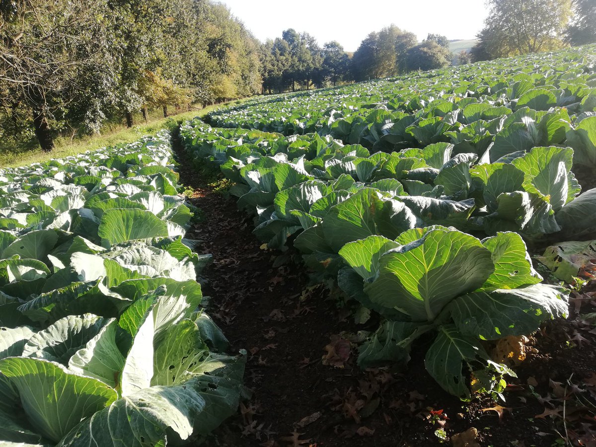 ModoP88's tweet photo. People eat cabbage hey ๐
First quarter of 2022 we sold 126 000 cabbages
#CabbageGirl
#AfricanGirlChronicles
#ADayInTheLife https://t.co/57czHPmfz7