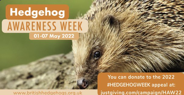 Hedgehog Friendly Campus tweet media
