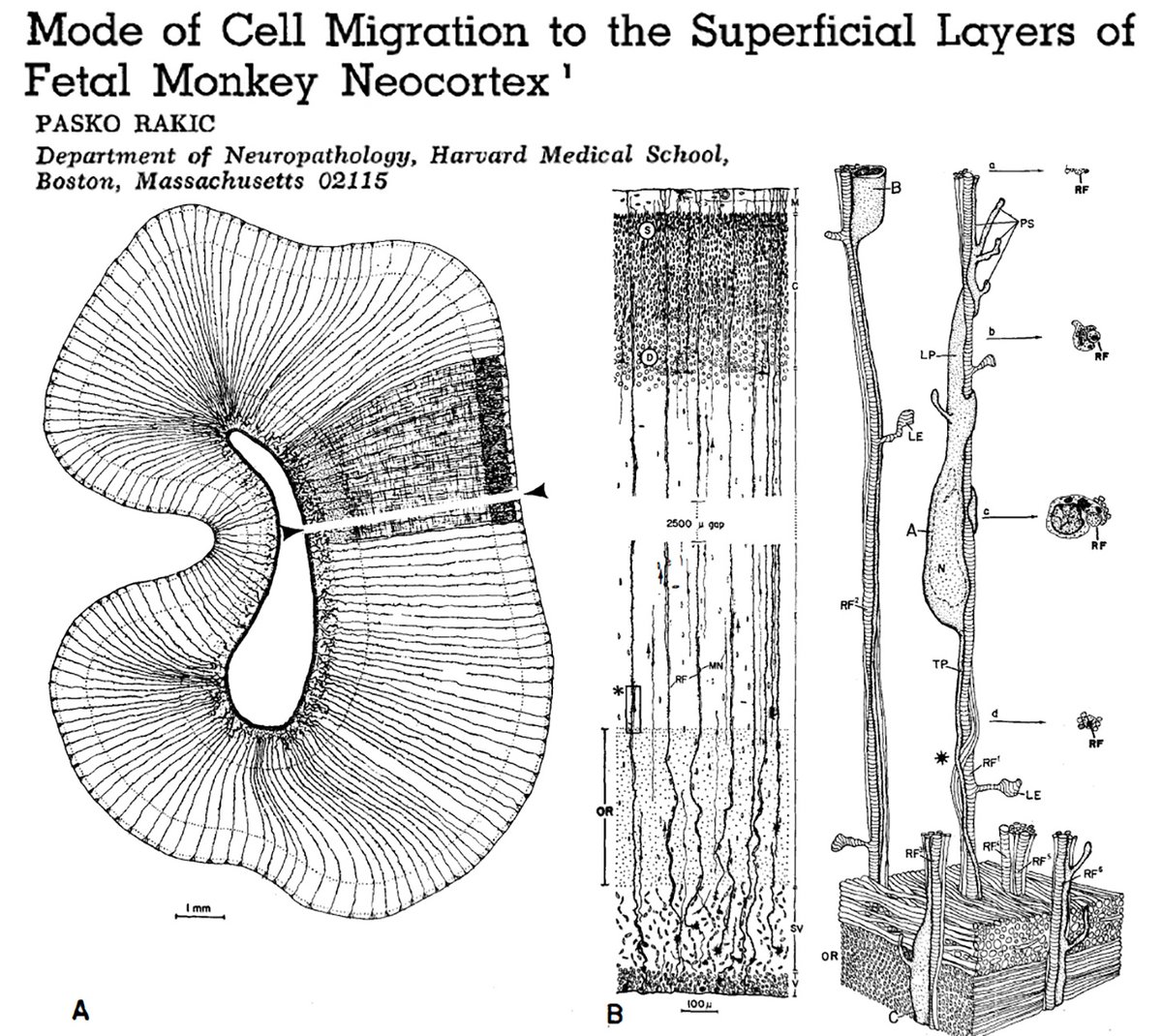 Alain Chédotal (@alainchedotal) on Twitter photo 1/2 This month we celebrate the 50th anniversary 🎂 of the publication of this landmark paper by Pasko Rakic where he described the migration of pyramidal neurons along radial glia in the fetal monkey cortex. Journal of Comparative Neurology <a href="/WileyNeuro/">Wiley Neuro</a>
onlinelibrary.wiley.com/doi/10.1002/cn… 1/2 This month we celebrate the 50th anniversary 🎂 of the publication of this landmark paper by Pasko Rakic where he described the migration of pyramidal neurons along radial glia in the fetal monkey cortex. Journal of Comparative Neurology <a href="/WileyNeuro/">Wiley Neuro</a>
onlinelibrary.wiley.com/doi/10.1002/cn…