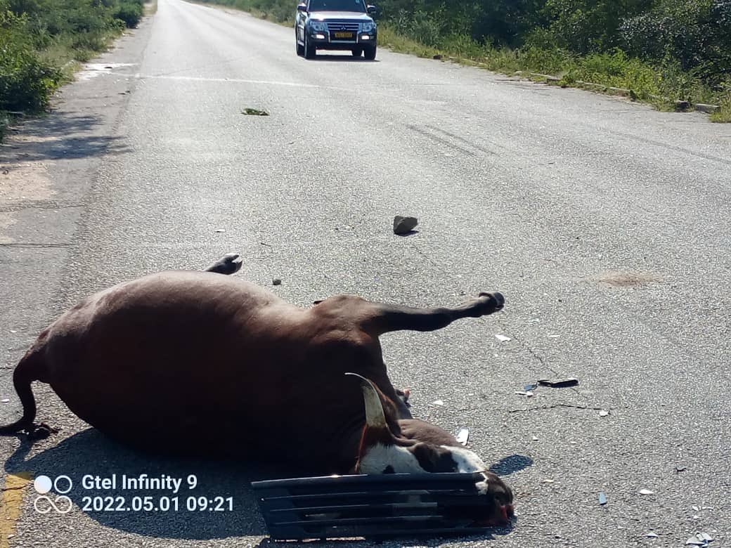 nickmangwana's tweet image. When cattle stray onto our roads and are involved in road traffic accidents, who is to blame;
1-the owner? 
2- the driver? 
3- the person that stole the fence?