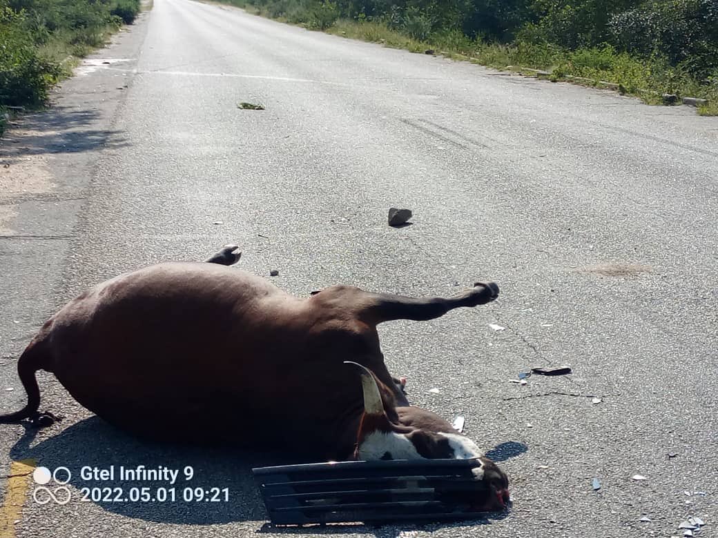 nickmangwana's tweet image. When cattle stray onto our roads and are involved in road traffic accidents, who is to blame;
1-the owner? 
2- the driver? 
3- the person that stole the fence?
