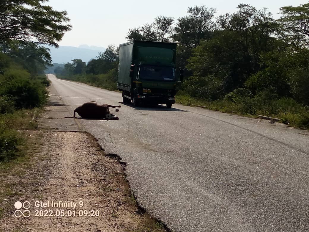 nickmangwana's tweet image. When cattle stray onto our roads and are involved in road traffic accidents, who is to blame;
1-the owner? 
2- the driver? 
3- the person that stole the fence?