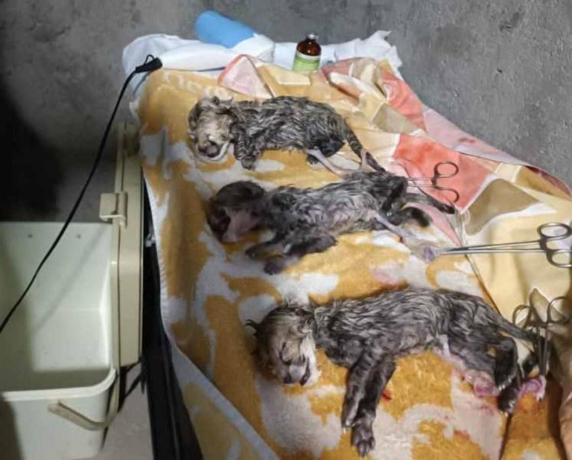 Fortunately, a persian cheetah that was under care gave birth to triplets😍
Check out my cheetahs collection👇
opensea.io/MxM_NFTs
#animals #endangerd_species #cheetah #NFT #NFTCommunity #NFTs