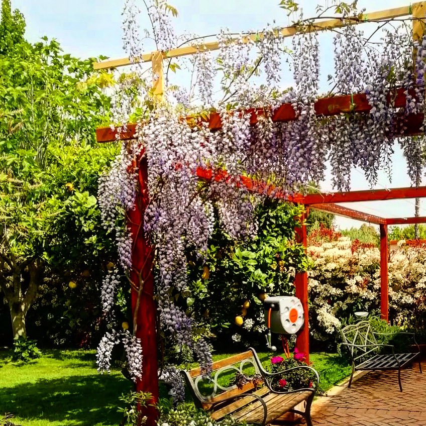marigall24's tweet photo. Il glicine del giardino paterno.
#buongiorno #buonprimomaggio #dilloconunfiore https://t.co/bMI8YqnYN3