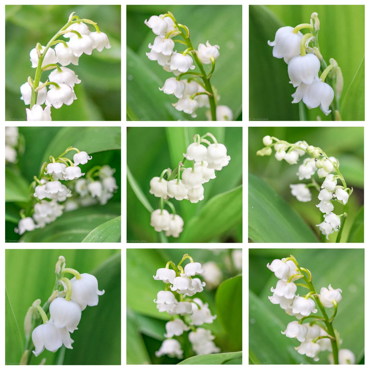 Lily of the Valley is the birth flower of May. Legend tells that when the fairies stop their work to make merry on #MayDay morn, they rest their dew-gathering cups upon blades of grass. As the sun rises their cups are magically transformed into Lily of the Valley. #FolkloreSunday