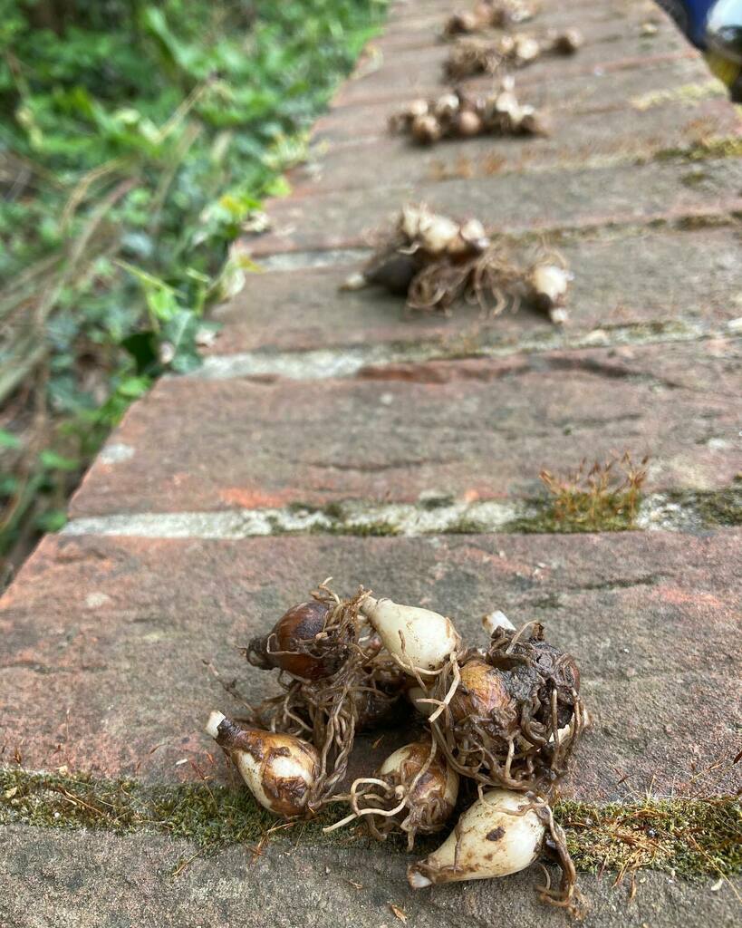 Groundscare's tweet photo. Dividing up Snowdrops ’in the green’ to plant on one of our jobs for #trinityestates. They establish much better this way though they weren’t all that green by the time we received them. They are going in a bank we have been clearing of brambles over the winter along with so… https://t.co/wB2gSSM0Gr