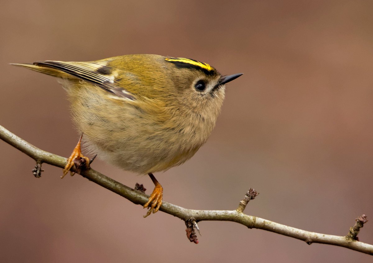 ecohive1's tweet photo. A glorious little goldcrest. In folklore, it was known as King of the Birds. https://t.co/GkneKqinEX