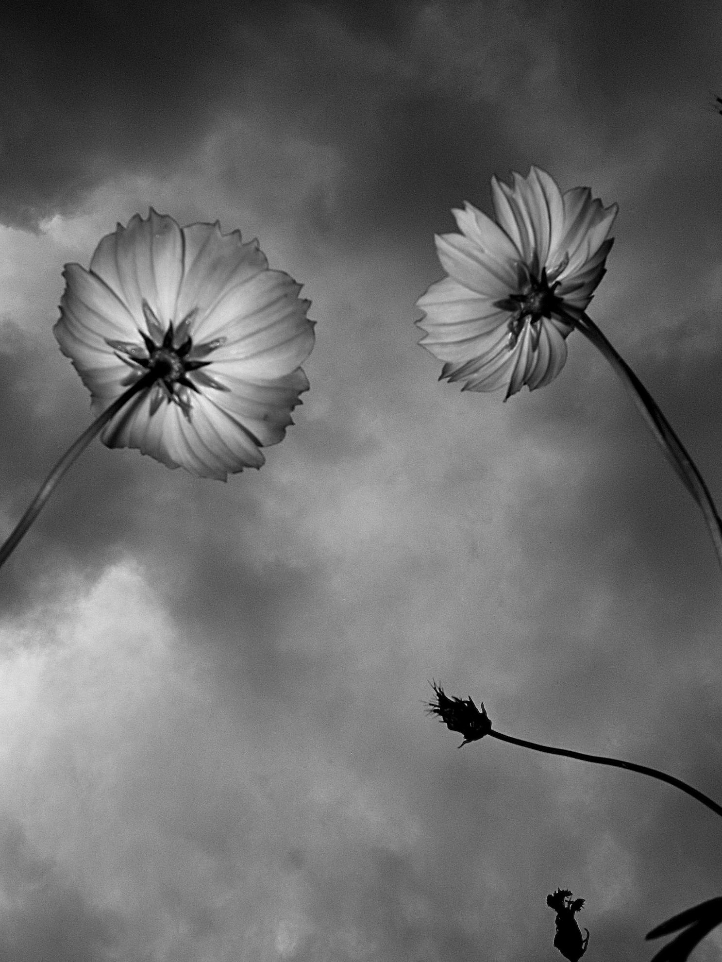 Samechan 見上げる Look Up 優しい時間 Gentle Time 花 Flower 優しい時間 Gentletime モノクロ写真 白黒写真 Monochromephotography Bnw Grd3 写真が好きな人と繋がりたい Blackandwhitephotography T Co Vse9holino Twitter