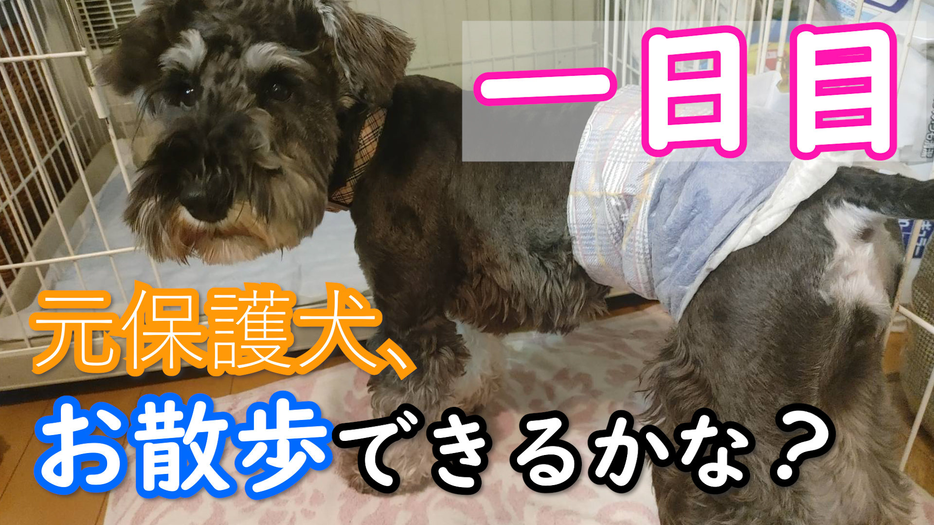 元保護犬 シュナウザー べが Vega Schna Twitter