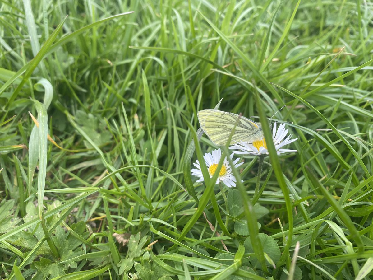 Green veined white #butterfly