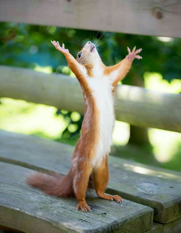 zazafontaine42's tweet photo. Il fait beau !!☀🐿 https://t.co/zaOLZLbdP2