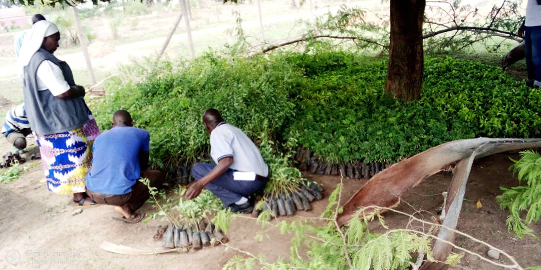 # CCL Africa 
Distribution of seedlings to schools to commemorate Earth day 2022 in Kaberamaido Uganda