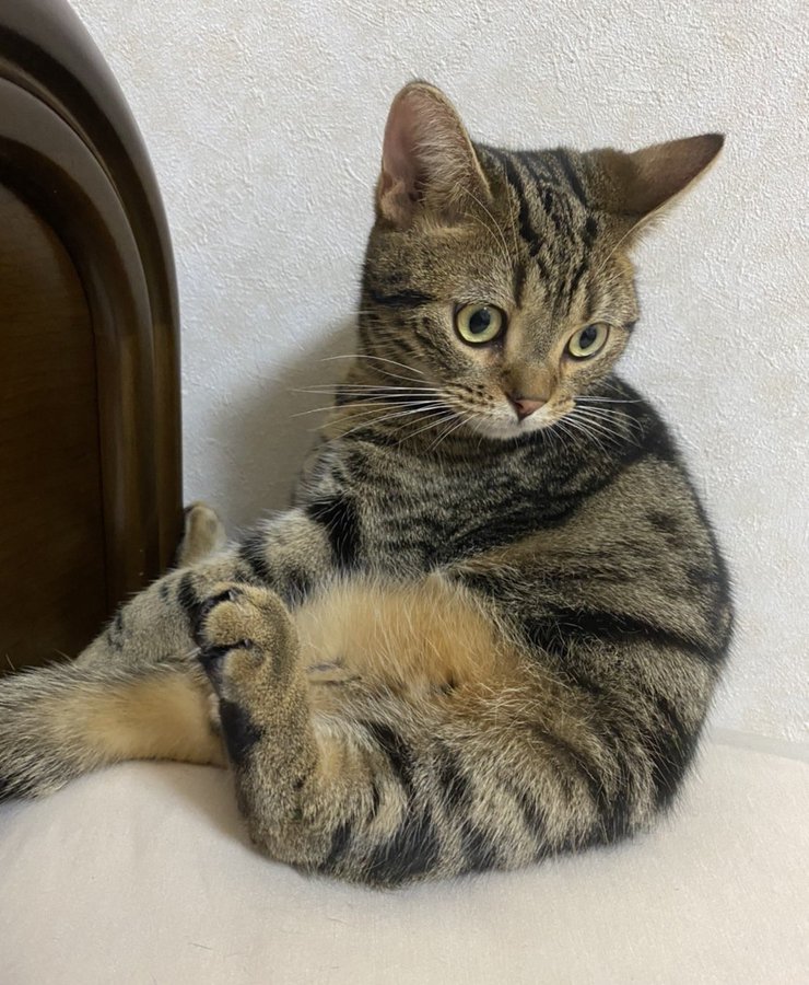 かわいいアメリカンショートヘアー 飼育方法とかかる費用を解説 Eizan S Pet Life