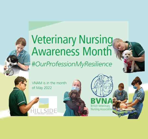 It's the 1st May, that means it's the start of Veterinary Nurse Awareness month!
Throughout the month we'll be sharing what our nurses do here at Hillside - and that's a LOT! 
Helen, Gemma, Georgia, Louisa & Liberty, THANK YOU for all you do! 😃 #OurProfessionMyResilience @bvnauk