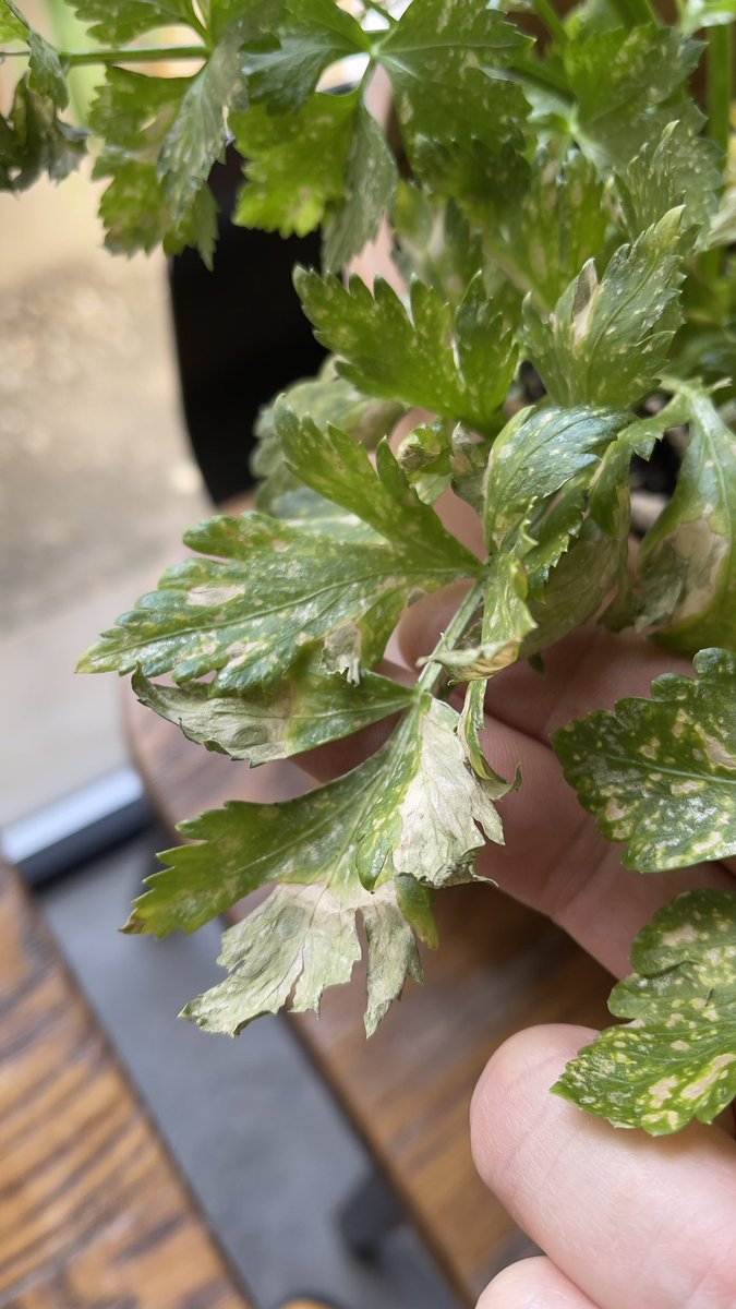 He plantado un apio hace cosa de dos meses y estaba precioso, creciendo a súper ritmo. Y de repente esta semana… se ha puesto así. Alguien me puede orientar?? Como hago que recupere las hojas verdes?? 
Mil gracias.