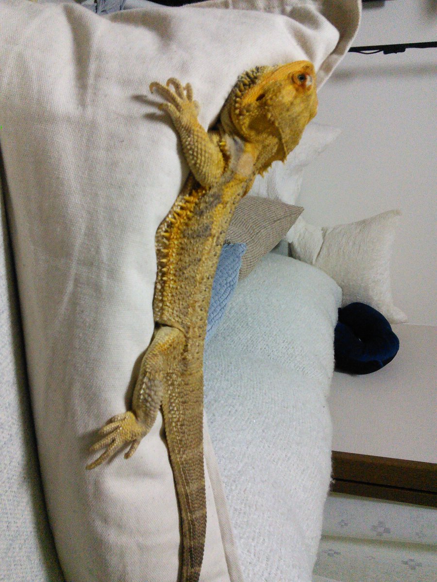 akisa_110's tweet photo. トカゲをダメにするクッション

 #フトアゴヒゲトカゲ https://t.co/hQwA7qCJpl