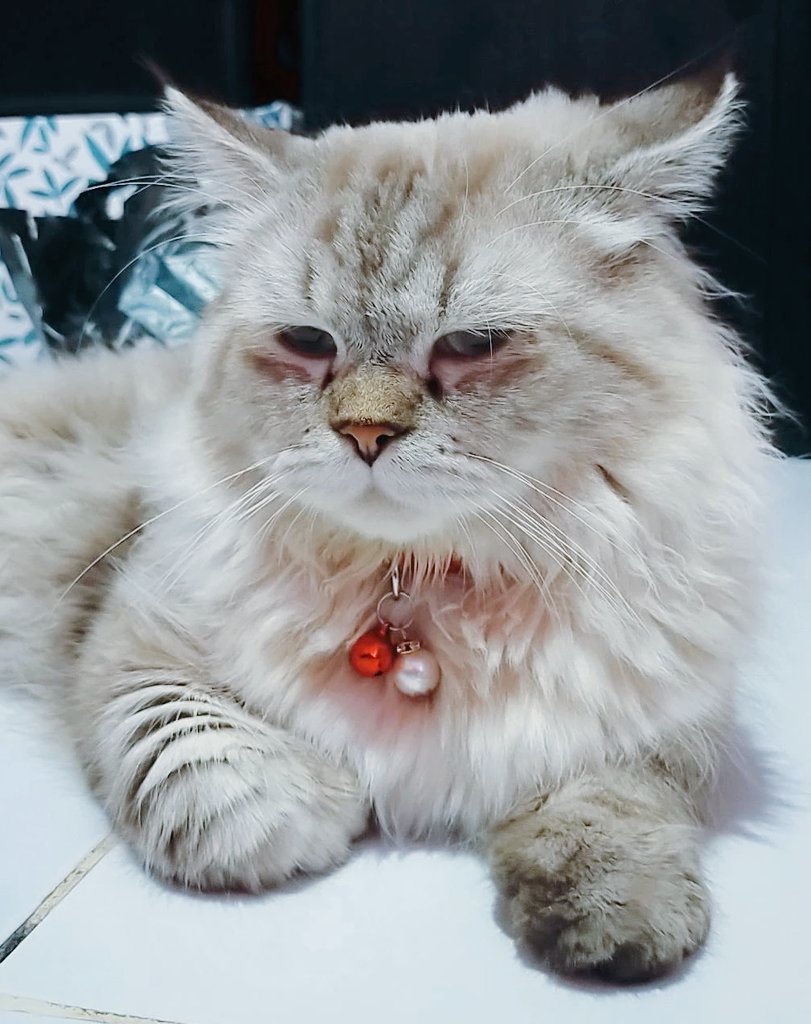 Yaumul milad Zoey dan Pemiliknya.
Bulan 4 kmrin ckup 1 Thun kt bersama. Sehat shat trus yah ank ganteng ❤️ see u