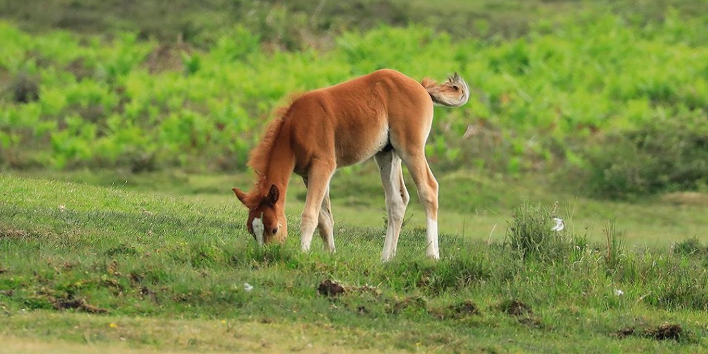 The foal season has begun in the #NewForest with lots of new arrivals appearing across the area. Please take extra care on Forest roads during this time and give these youngsters &amp; their parents plenty of space. #KeepYourDistance #ProtectOurFoals