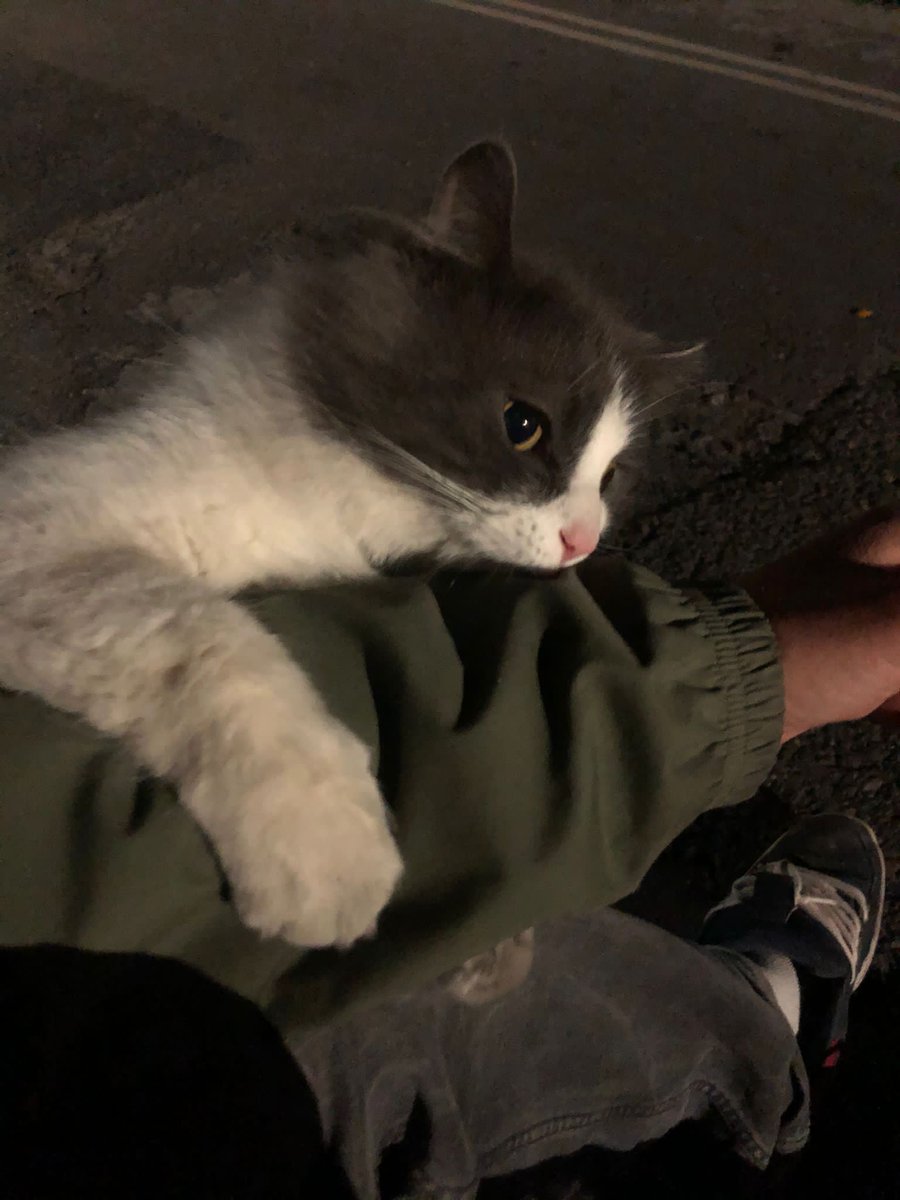 fence_cat's tweet photo. Today I am mostly hugging arms. I will probably bite them later https://t.co/i1LxTrKzcV