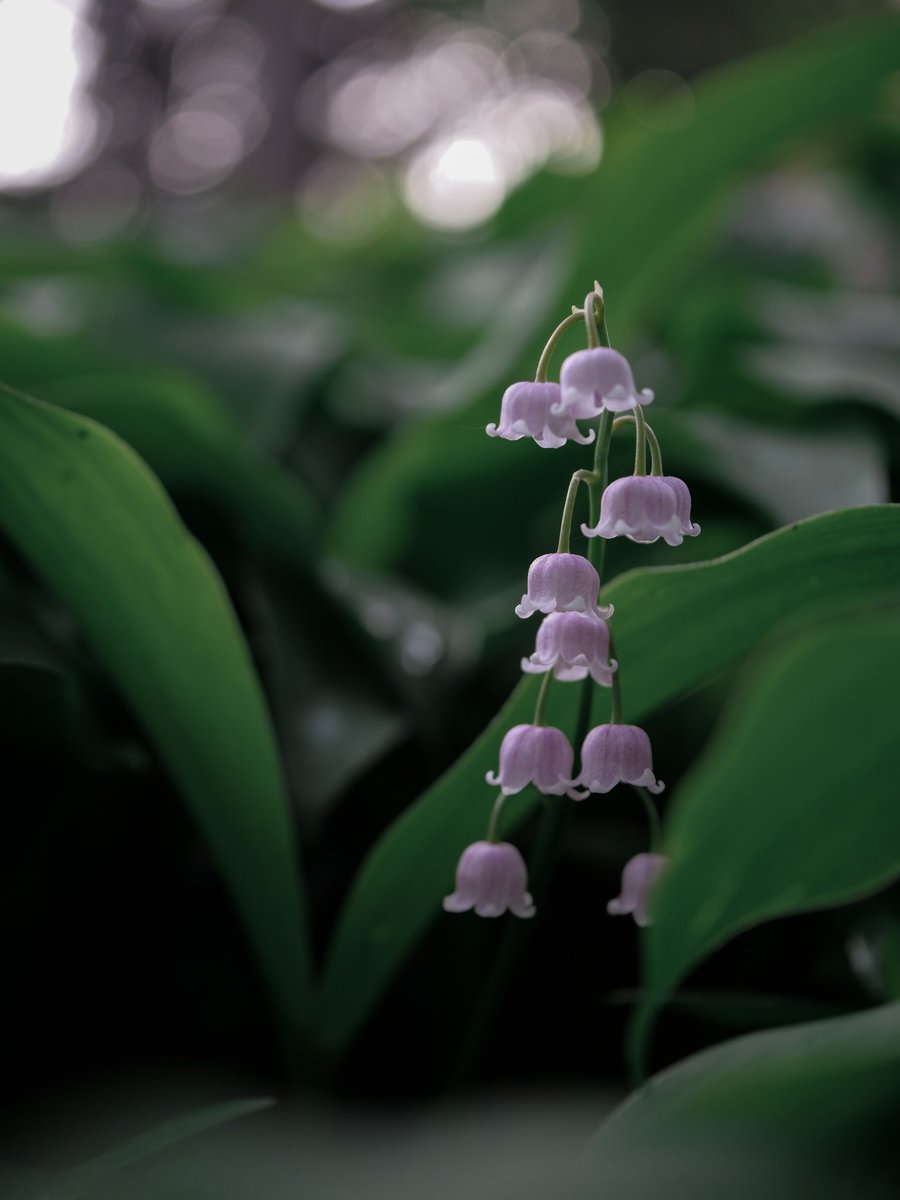 Happy Labor Day! 
Picture credit: Aaron Burden
Lily of the Valley.