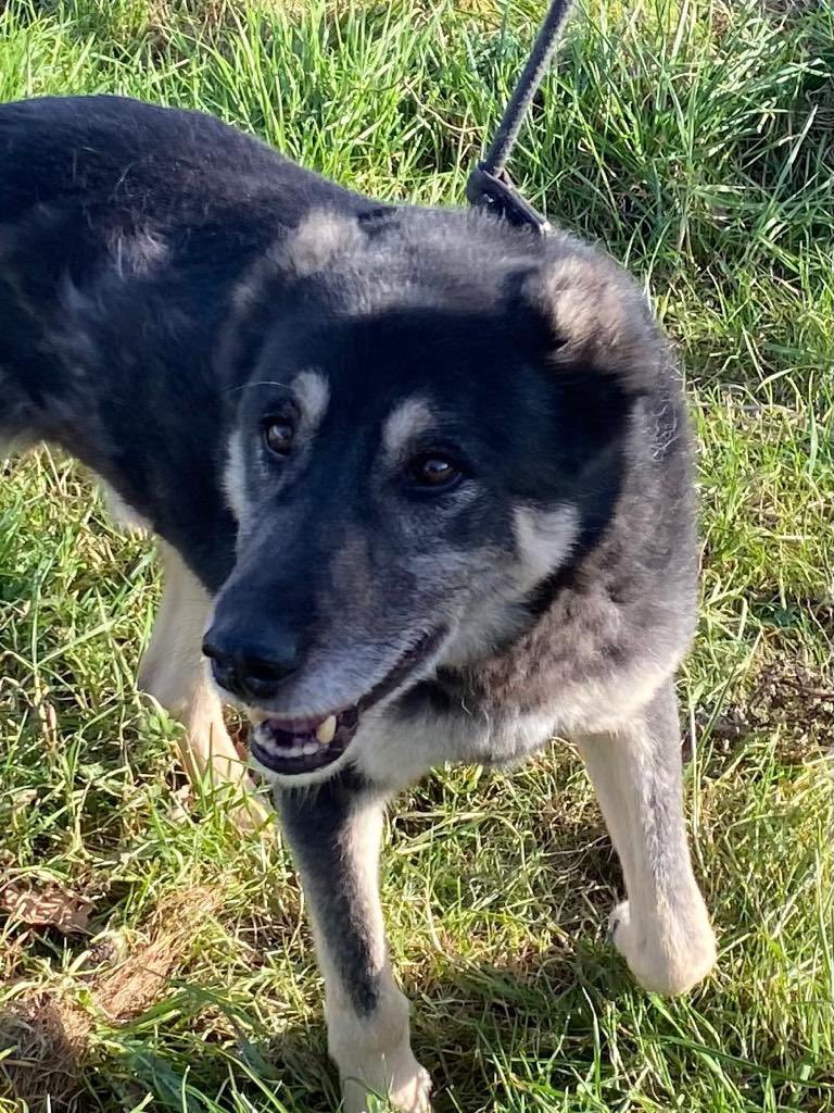 Our handsome boy Oscar is still looking for a home. This 12 year old boy has spent many years with us since being rescued as a young dog. He was found with his ears already cropped but we think you’ll agree his happy smile and bright eyes show he has a lot of love to give.