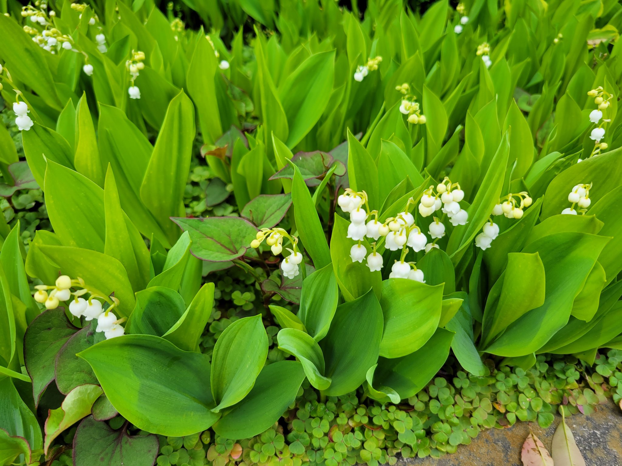 Kazu 今日はすずらんの日 ドクダミも添えて すずらん 幸せが訪れる ドクダミ 白い追憶 白い追憶って 花言葉でした T Co Zxaydd6vqx Twitter