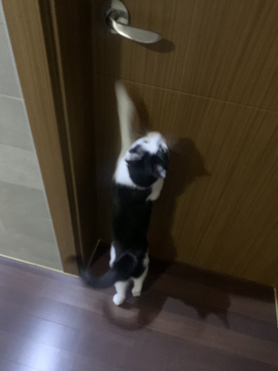 🐱 격리되어있는 인간을 이해할수없음
☹ 귀엽고안타깝고만지고싶고 그런 마음