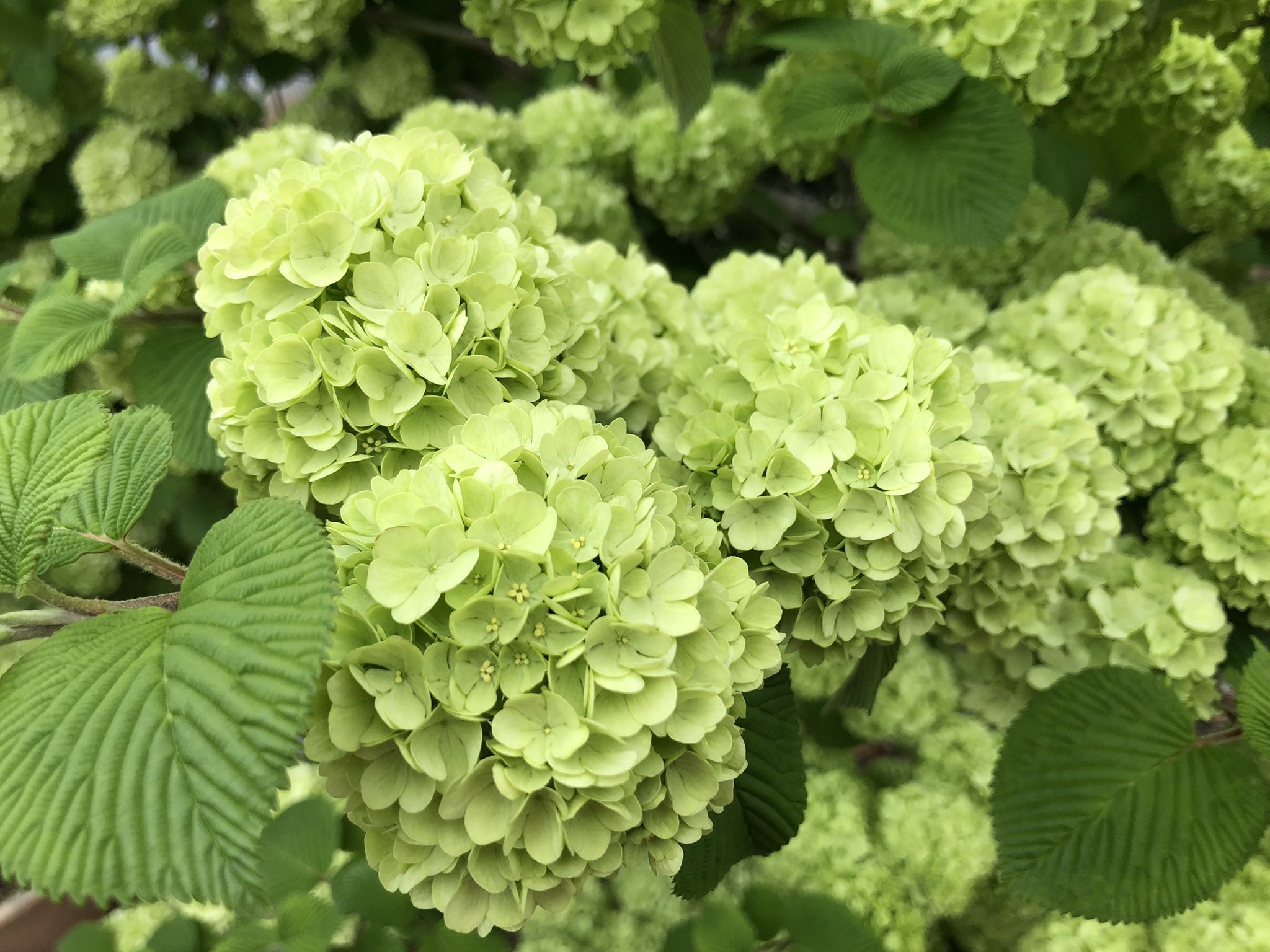 Meira レトロゲーム オオデマリの花 花言葉は 華やかな恋 我が家の庭に咲いているオオデマリです この色がたまらなく好きです T Co S8co9fghpl Twitter Meira レトロゲーム オオデマリの花 花言葉は 華やかな恋 我が家の庭に咲いているオオデマリです この色がたまらなく好きです T Co S8co9fghpl Twitter