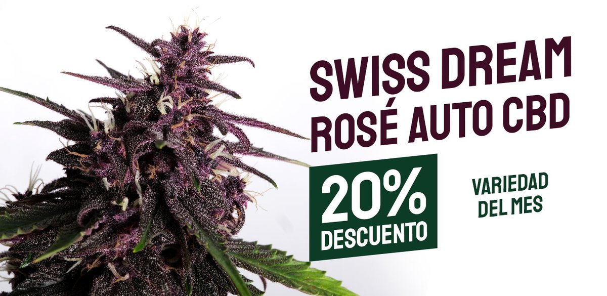 KannabiaSeeds's tweet photo. VARIEDAD DEL MES: SWISS DREAM ROSÉ AUTO CBD by #KannabiaSeeds🌱
Nuestra #CBDseed mejor valorada por usuarios terapéuticos ⚕️😷
(7% CBD)
Formidable color púrpura💜
"La vie en rose...", #kannabistas
Y ahora con un -20% de #descuento hasta final de Mayo 🥳🎉
https://t.co/iLDj7GbUht https://t.co/s4s0tS0eeL