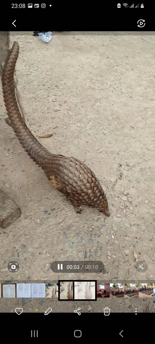 The Pangolin's scales do not belong to humans nor pharmaceutical groups. When the buying stops the killing will stop ✋ 
#PangolinLivesMatter
#PangolinGh
#RuffordSmallGrants 
#IdeaWild