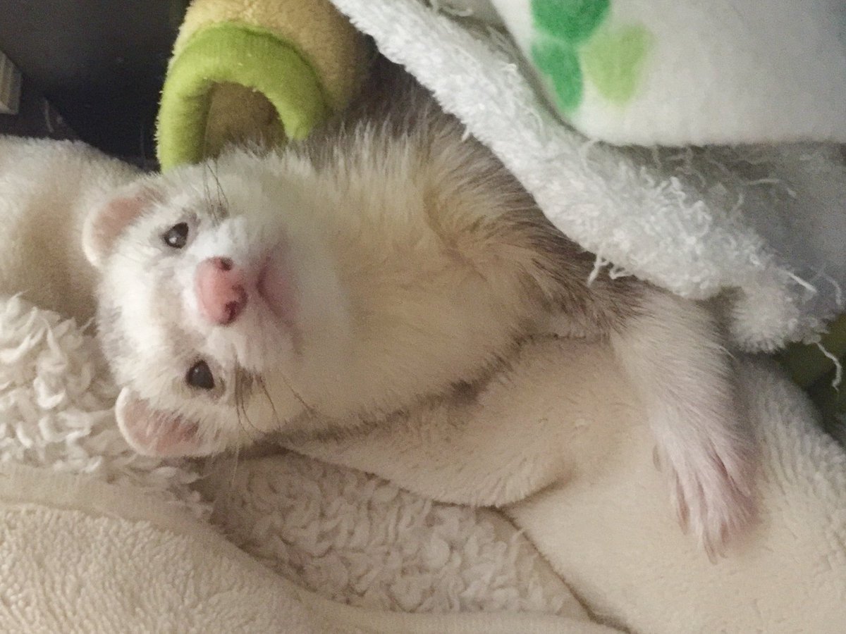 kiruLi's tweet photo. 天使たち💕

#つイタチだしイタチの画像上げていこうぜ #つイタチ #ferret #フェレット #イタチ https://t.co/5FybCR4Jcy