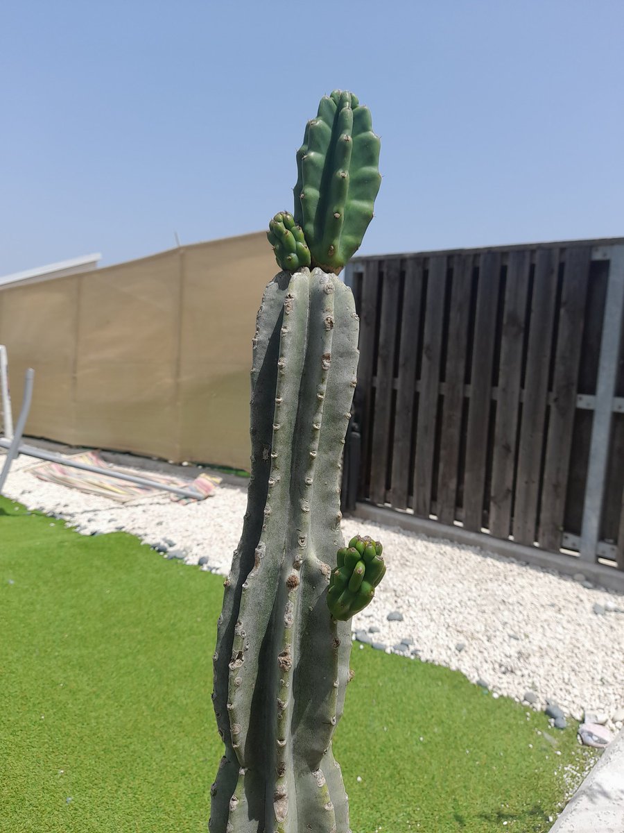 Tommyguns87's tweet photo. Any #cacti pros out there tell me what this is and if they are (pups) growing for me to take off and pot? I'm a noob but looks like night blooming #cereus from the flowers it produced last year https://t.co/fakVs6MzrZ