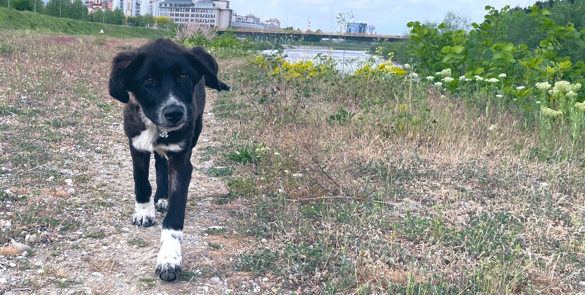 Дечки. Златниов го најдовме на кеј док група деца се обидуваше да го удави🥹 Млад е, има уште млечни заби, не мочка и кака по дома, преумен е, да можев ќе го зачував засекогаш. Ако знаете исто толку добро човечко суштество да сака куче за чување, еве прекрасен пријател❤️ Пишете🙏