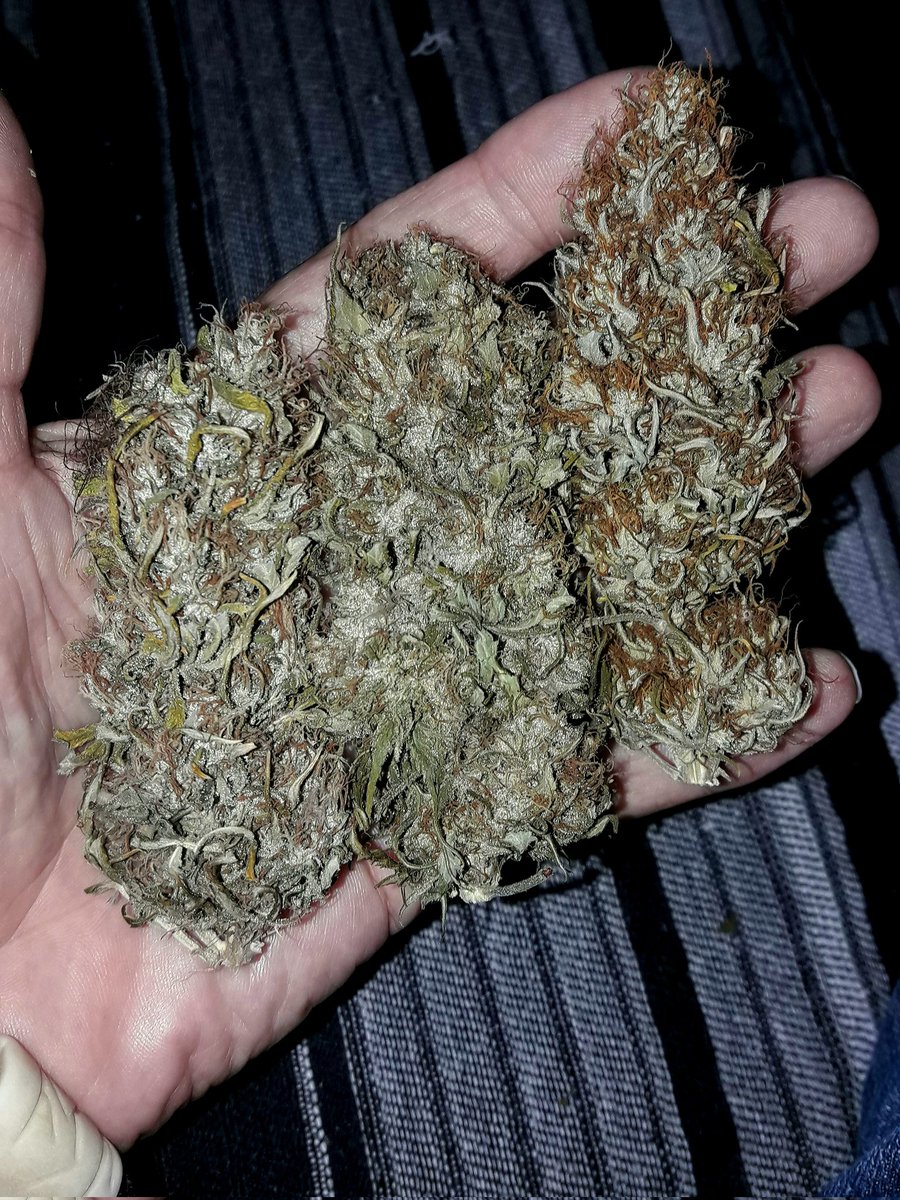 Adryc Manëllson tweet media