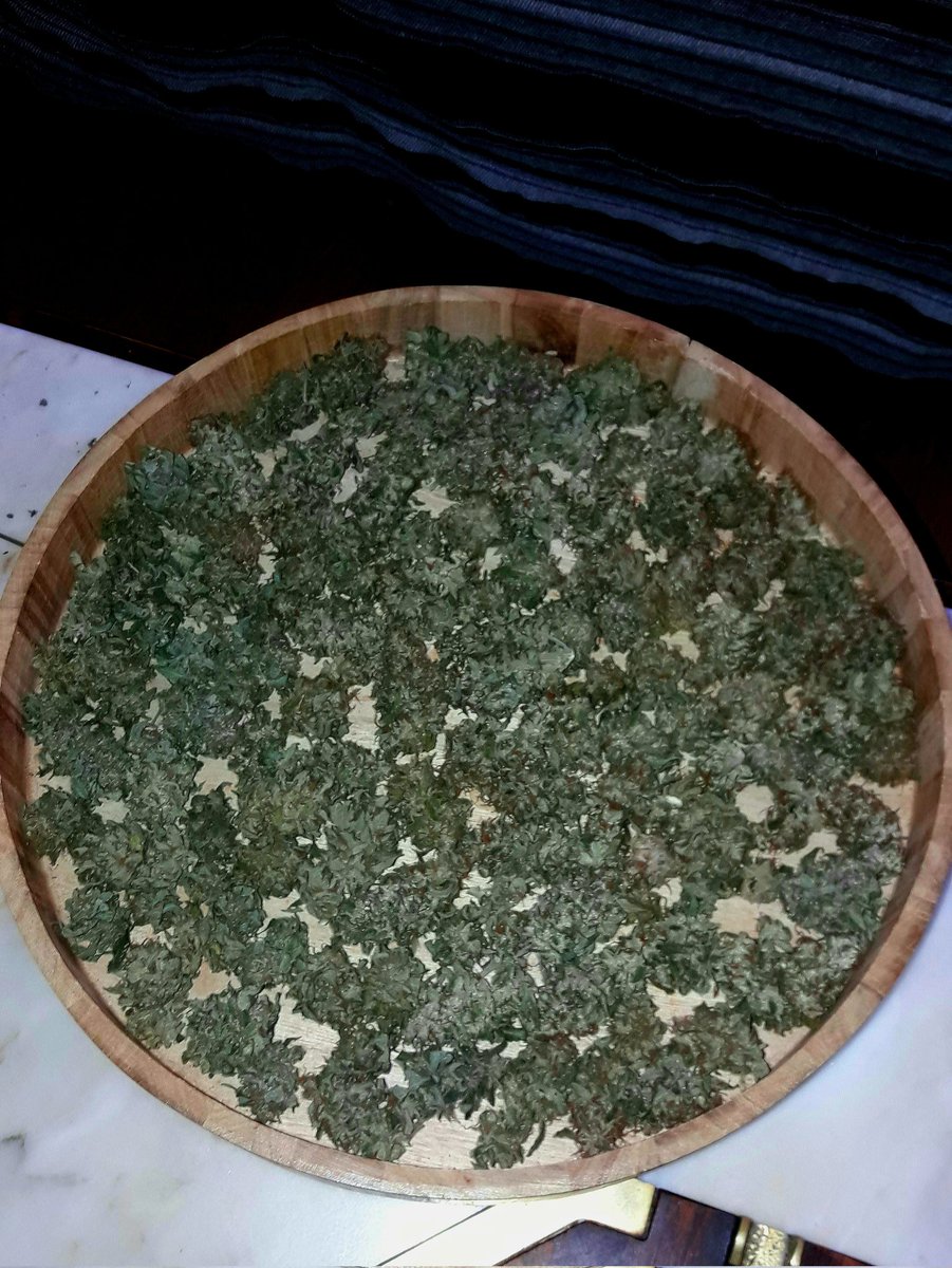 Adryc Manëllson (@adrycmanellson) on Twitter photo #Instantes que transcurren en #AdrycsCove con unos #Cogollitos de #BlackGold y #OrangeWave de <a href="/GreenbudSeeds/">Greenbud Seeds</a>.
Alegría, Paz, Olas y #SemisDeColección...🧚♂️😎 #Instantes que transcurren en #AdrycsCove con unos #Cogollitos de #BlackGold y #OrangeWave de <a href="/GreenbudSeeds/">Greenbud Seeds</a>.
Alegría, Paz, Olas y #SemisDeColección...🧚♂️😎