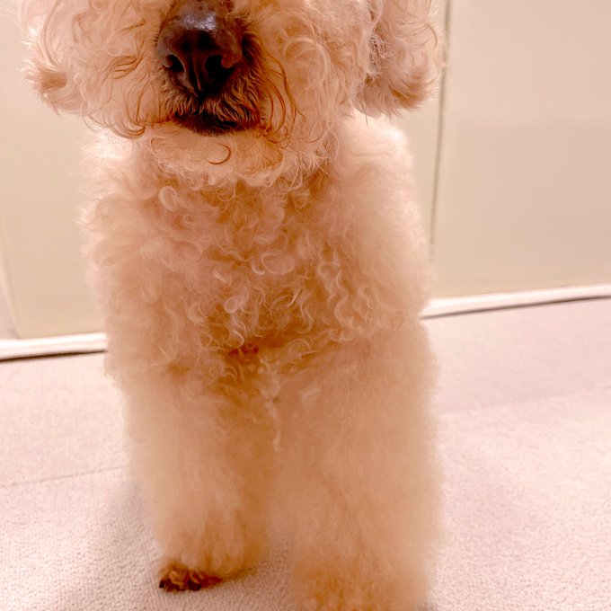 伏せの状態のまま前足に嘔吐したので前足だけ洗いました🥹大丈夫かなぁ&hellip; 吐き気治まってたから、吐き気どめ飲み終わってて薬ない😢 https://t.co/u5mtDwGeWA