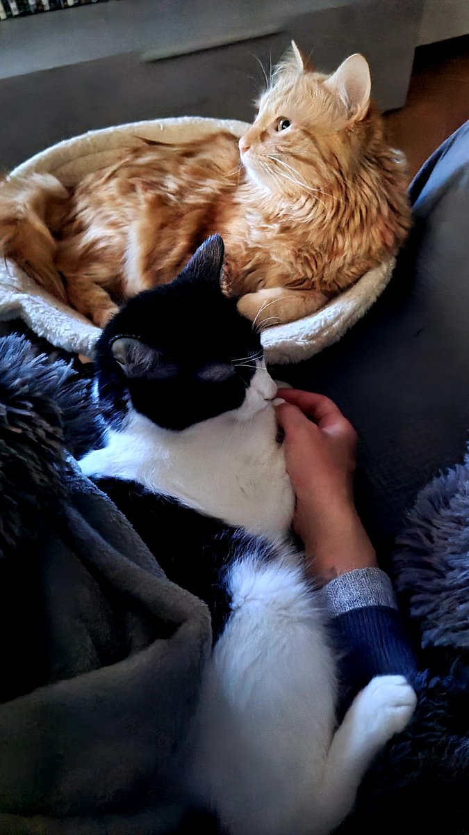 angeleslp75's tweet photo. Pues 4añazos ya FELIZ CUMPLE!!🥳🥳🥰😻😻 #CatsOfTwitter #CatsOnTwitter #JoelyJuli https://t.co/zJRb1kyRwi