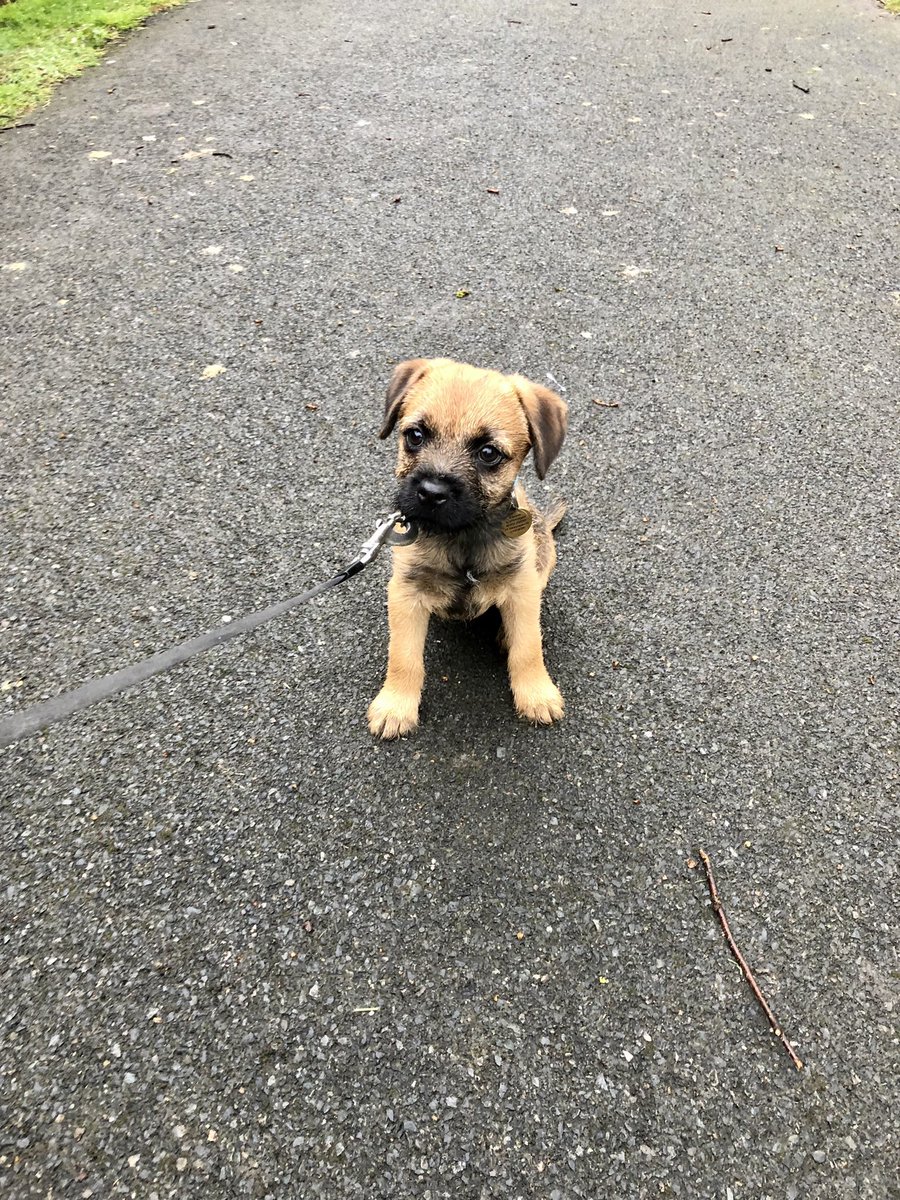 TalkativeBruno's tweet photo. Apparently I can now go on something called “walkies” but will have to do my business in “public”…not sure about that! Where are the puppy pads?
#11Weeks #DoubleJabbed #MonthofMay #1stMay #May1st #BTLife #DogsofTwittter #BTPosse https://t.co/H3Tj6ma86D