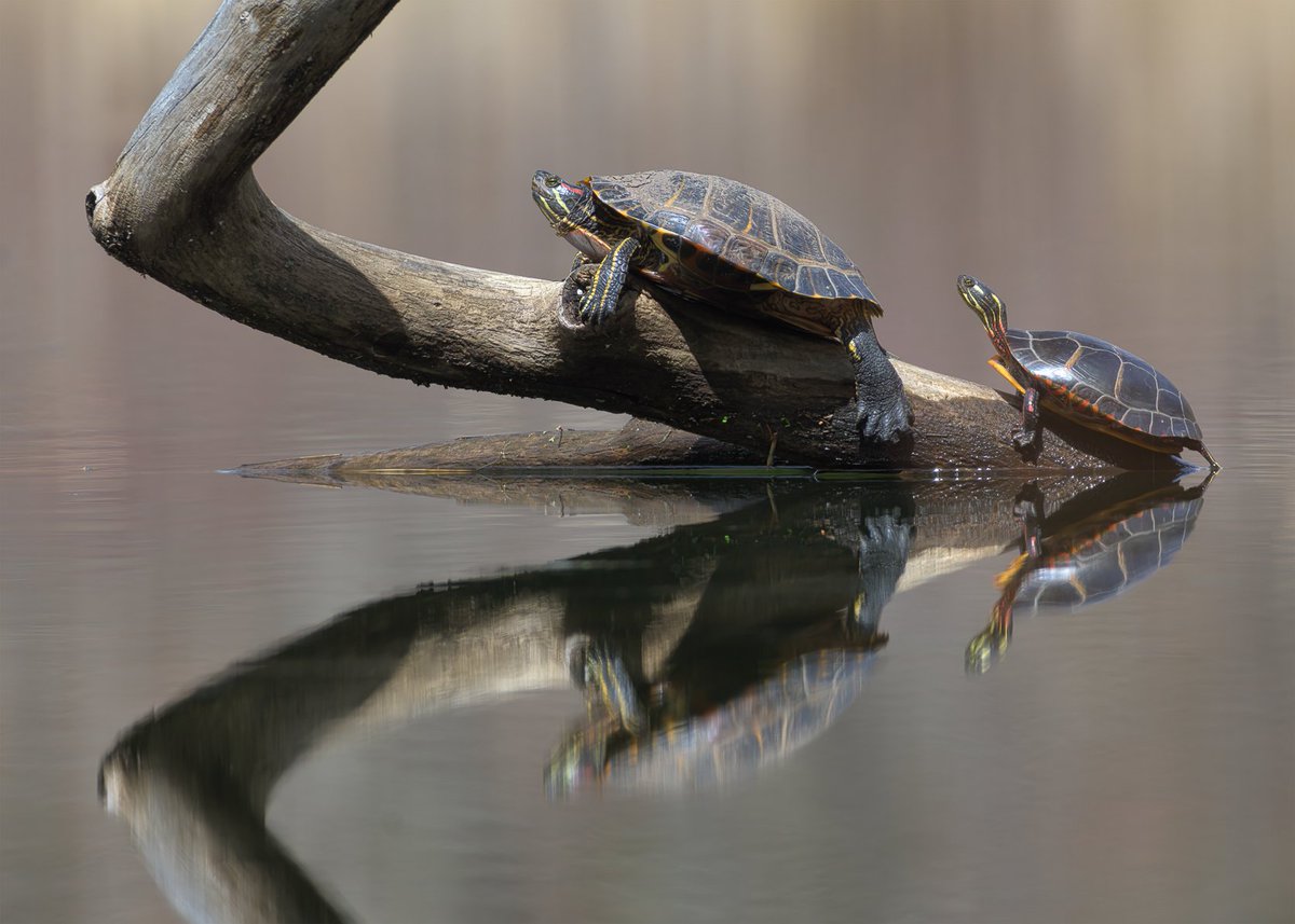 LightNatures's tweet photo. Red Ear and Painted Turtles basking in the Sun. Bokeh and Refection are real and not post-processed. #turtle #turtlephotography #nature #photography https://t.co/IqfaOAT7ya