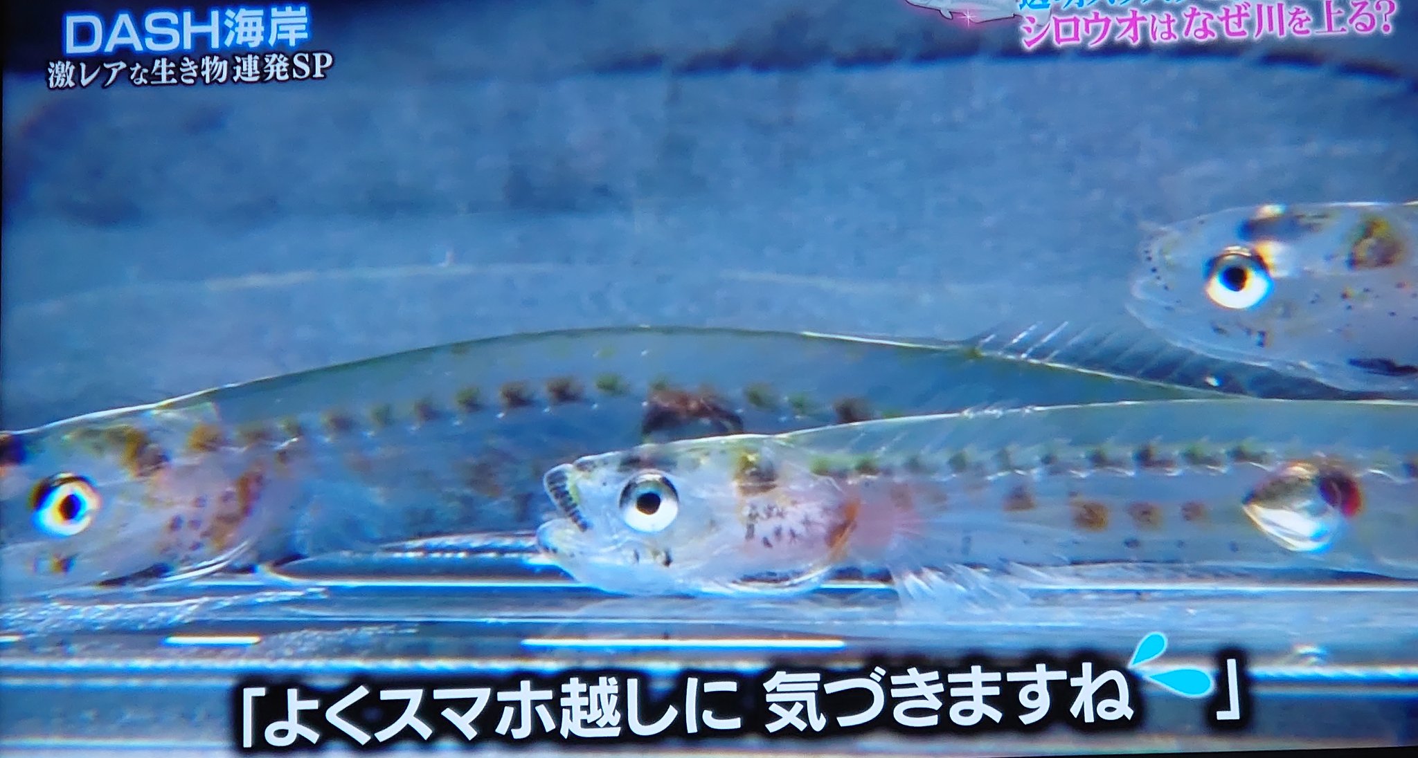 純 次は未定 A Twitteren 小さなスマホ画面でも シロウオの卵に気づくリーダー すごい 鉄腕dash T Co Ek3h3du0dg Twitter