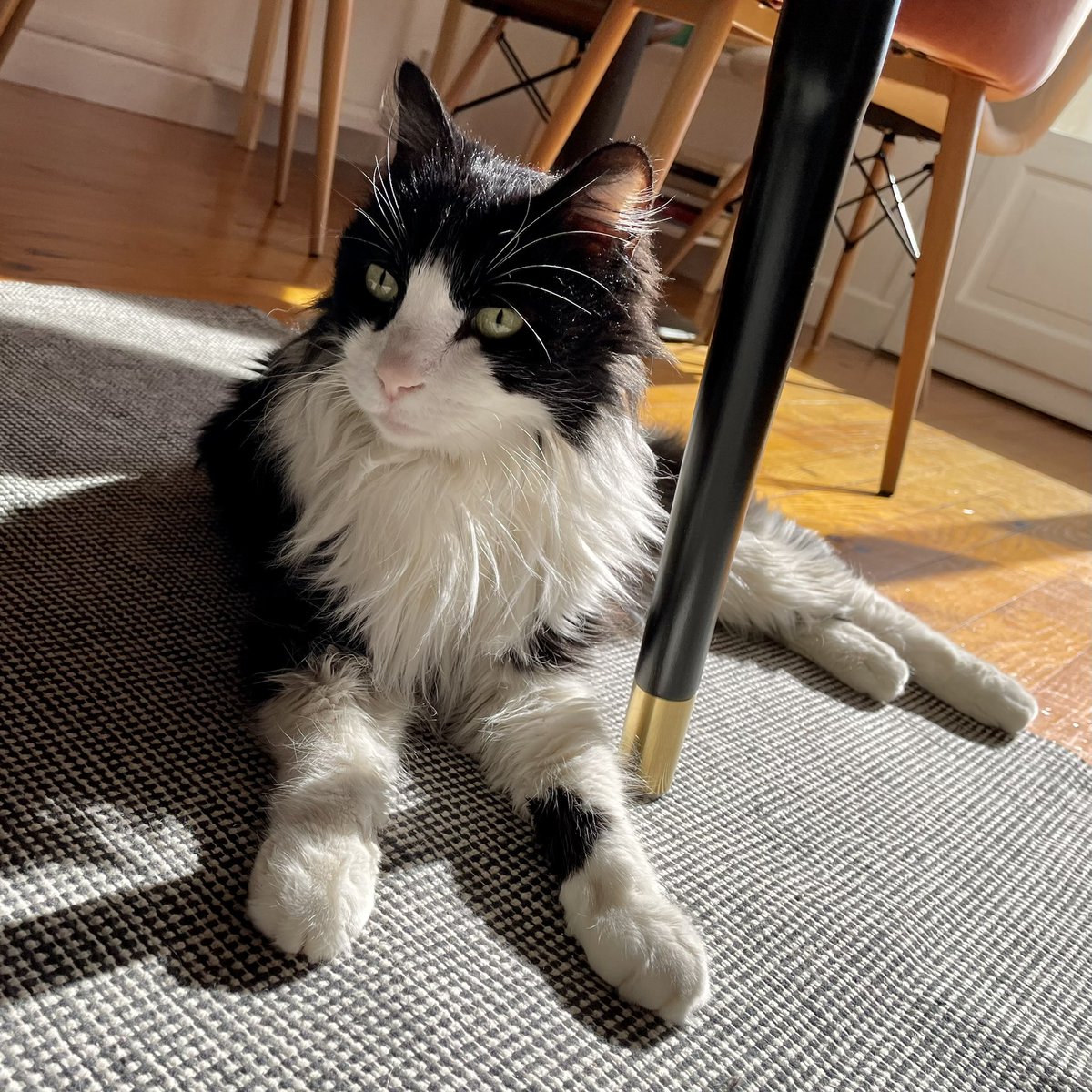 GrigioY's tweet photo. Bon aujourd’hui c’est le channiversaire du très très beau Coquito k’il a 14 ans ! Bonanniversaire Coco !!! 🎂1️⃣4️⃣💝🎊🎉🎈🎁🥂🍾😻😻 https://t.co/UJzqkjrBL8